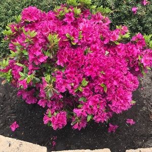 Meet your Posher, Jillian